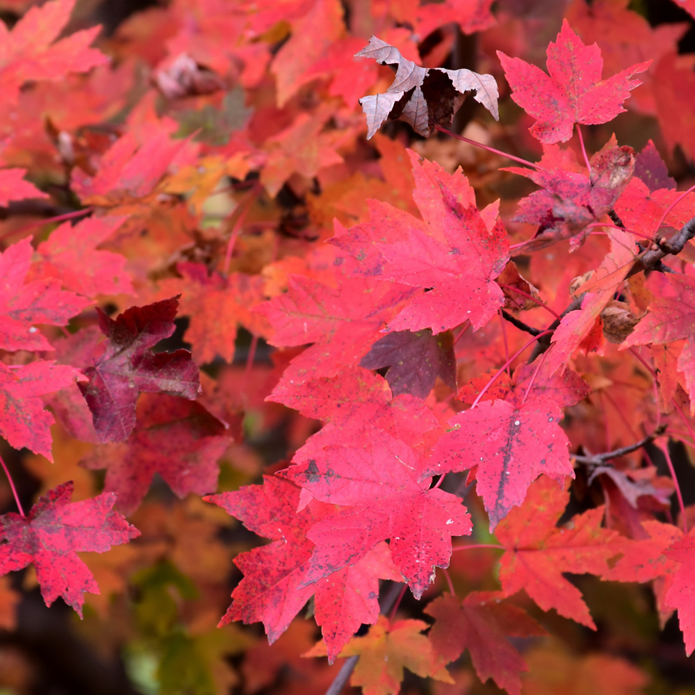 Redpointe Red Maple - Image 2