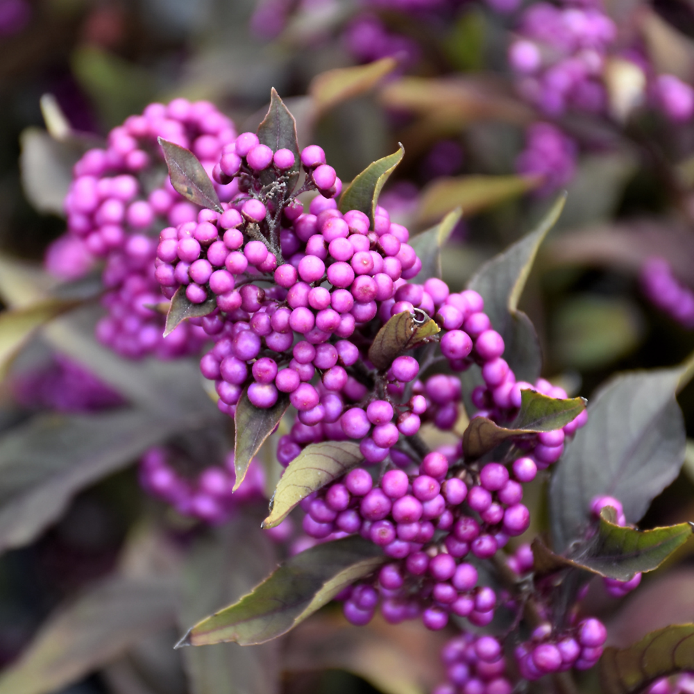 Pearl Glam Beautyberry