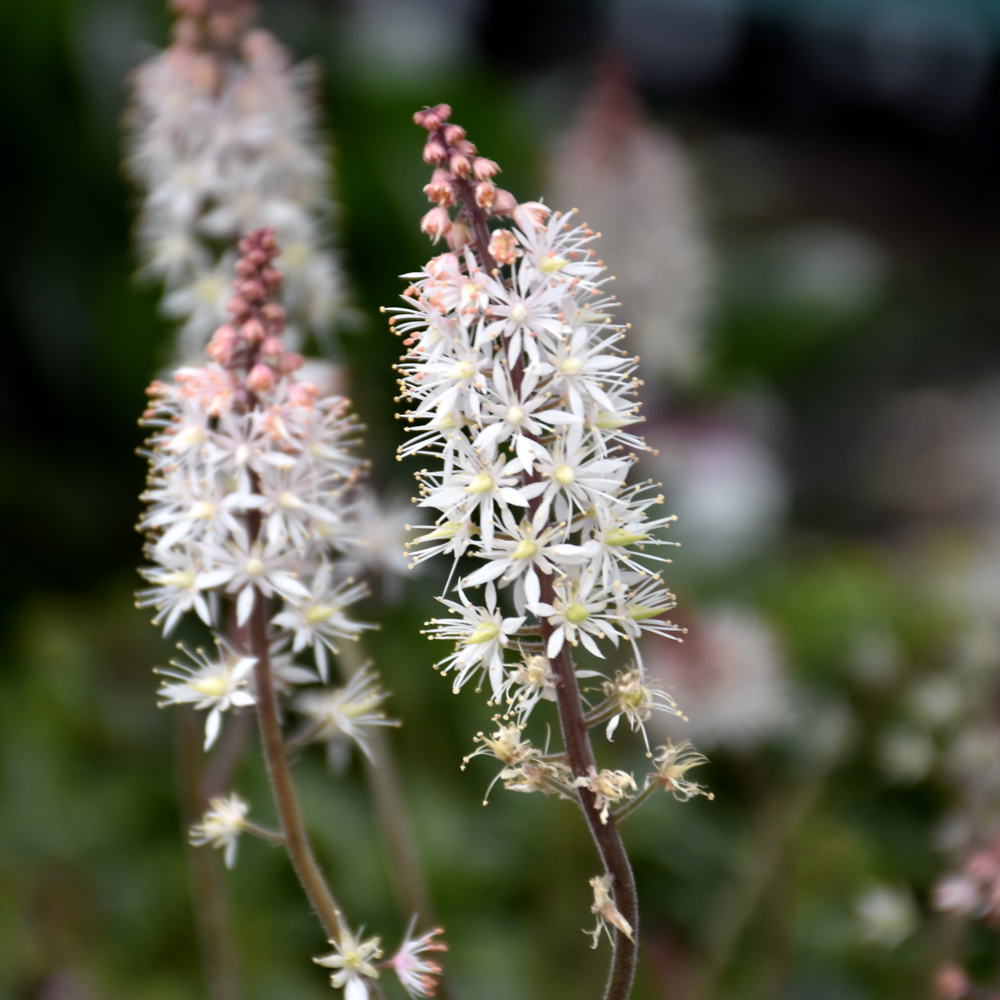 Pink Skyrocket Foamflower