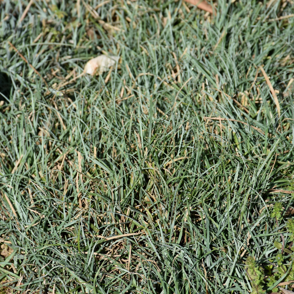 Blue Zinger Blue Sedge - Image 2