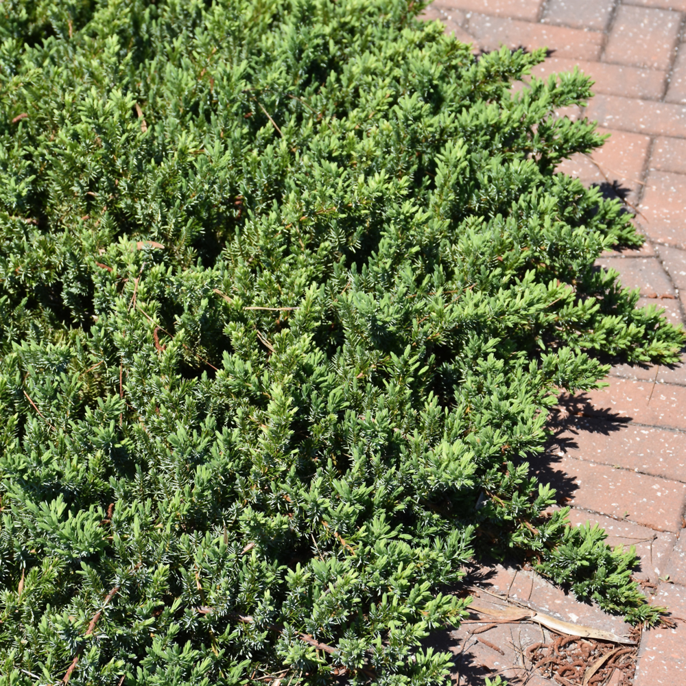 Blue Pacific Shore Juniper - Image 2