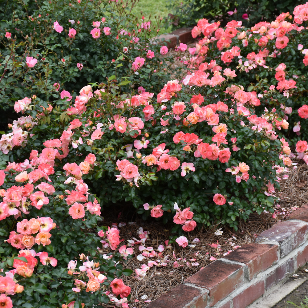 Peach Drift Rose - Image 3