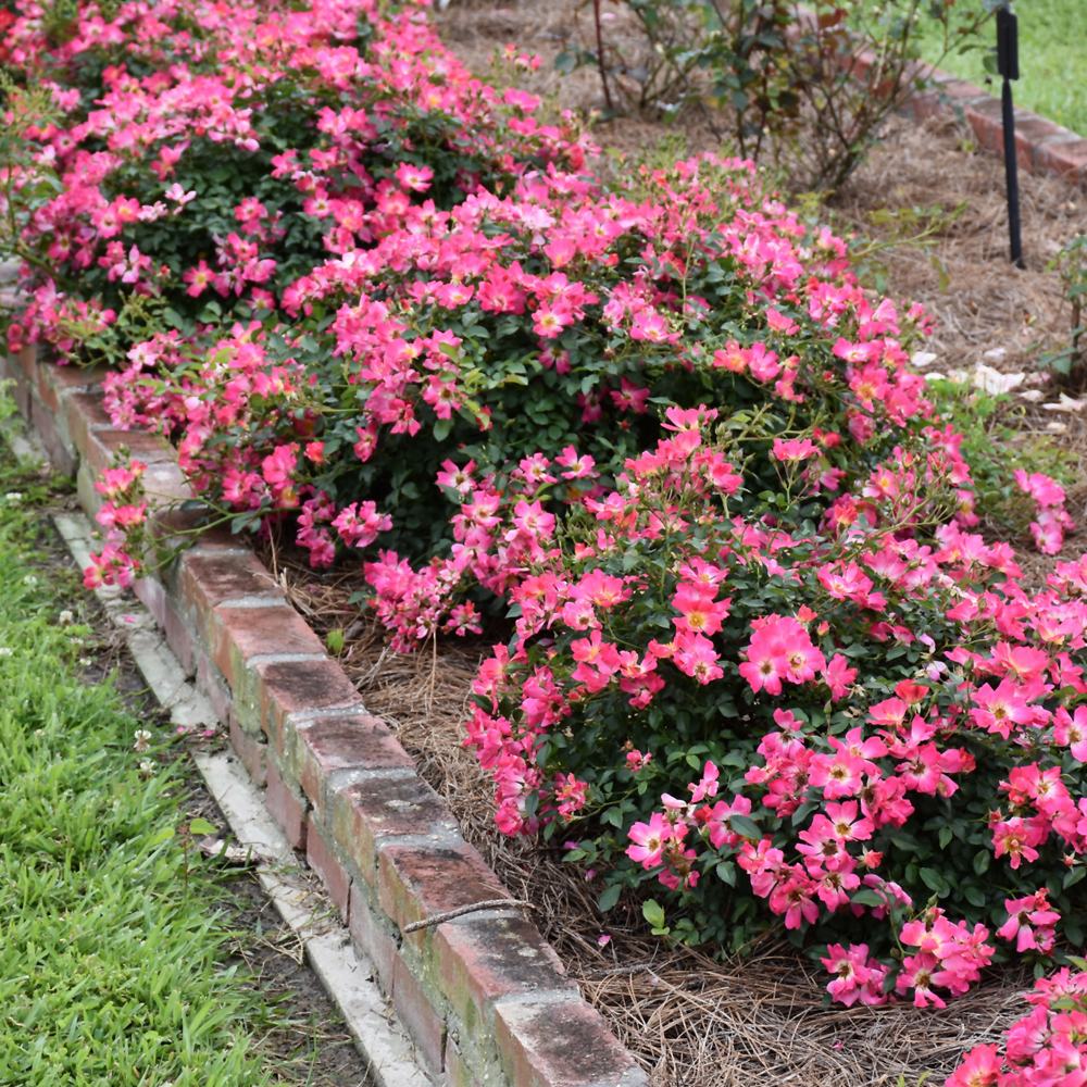 Pink Drift Rose - Image 2