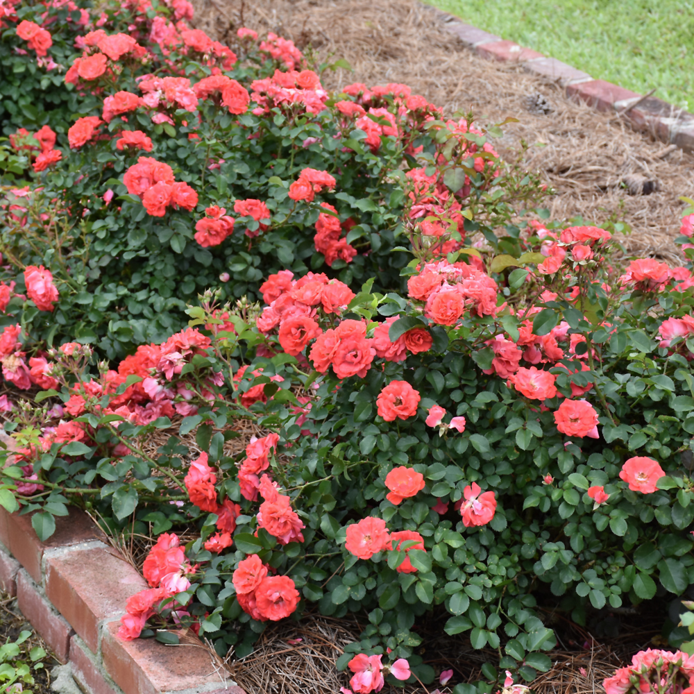 Coral Drift Rose - Image 2