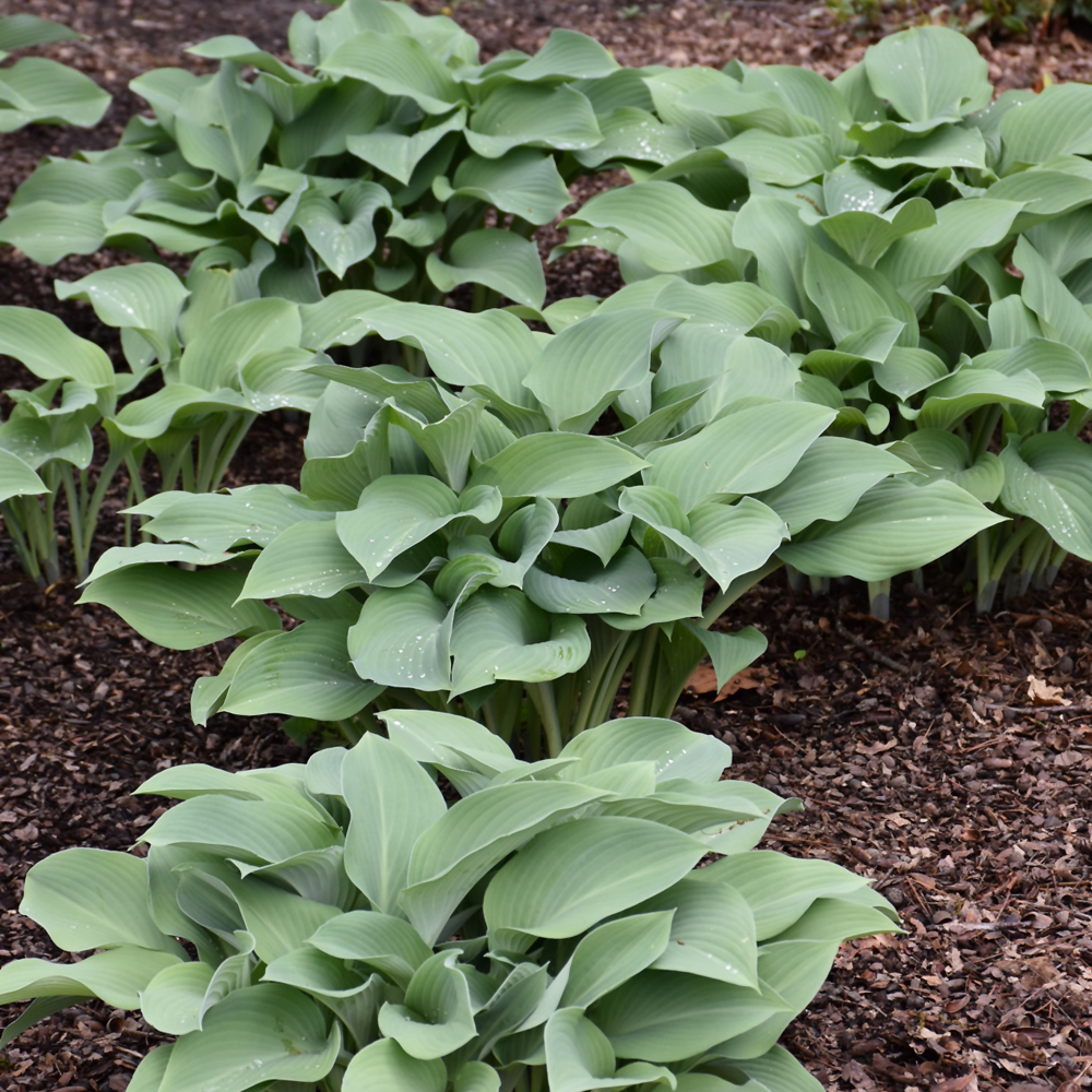 Krossa Regal Hosta - Image 2