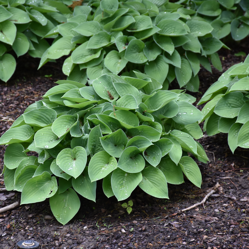 Blue Cadet Hosta - Image 2