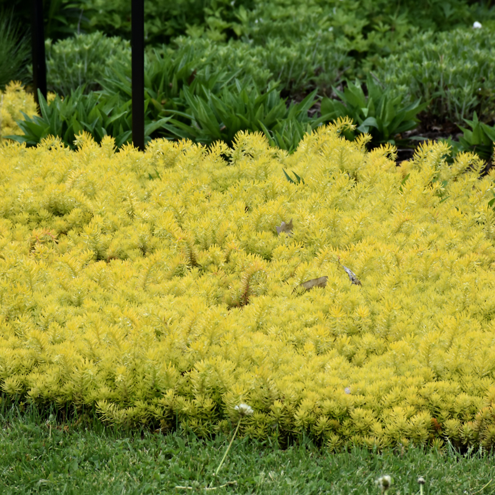 Angelina Stonecrop - Image 3
