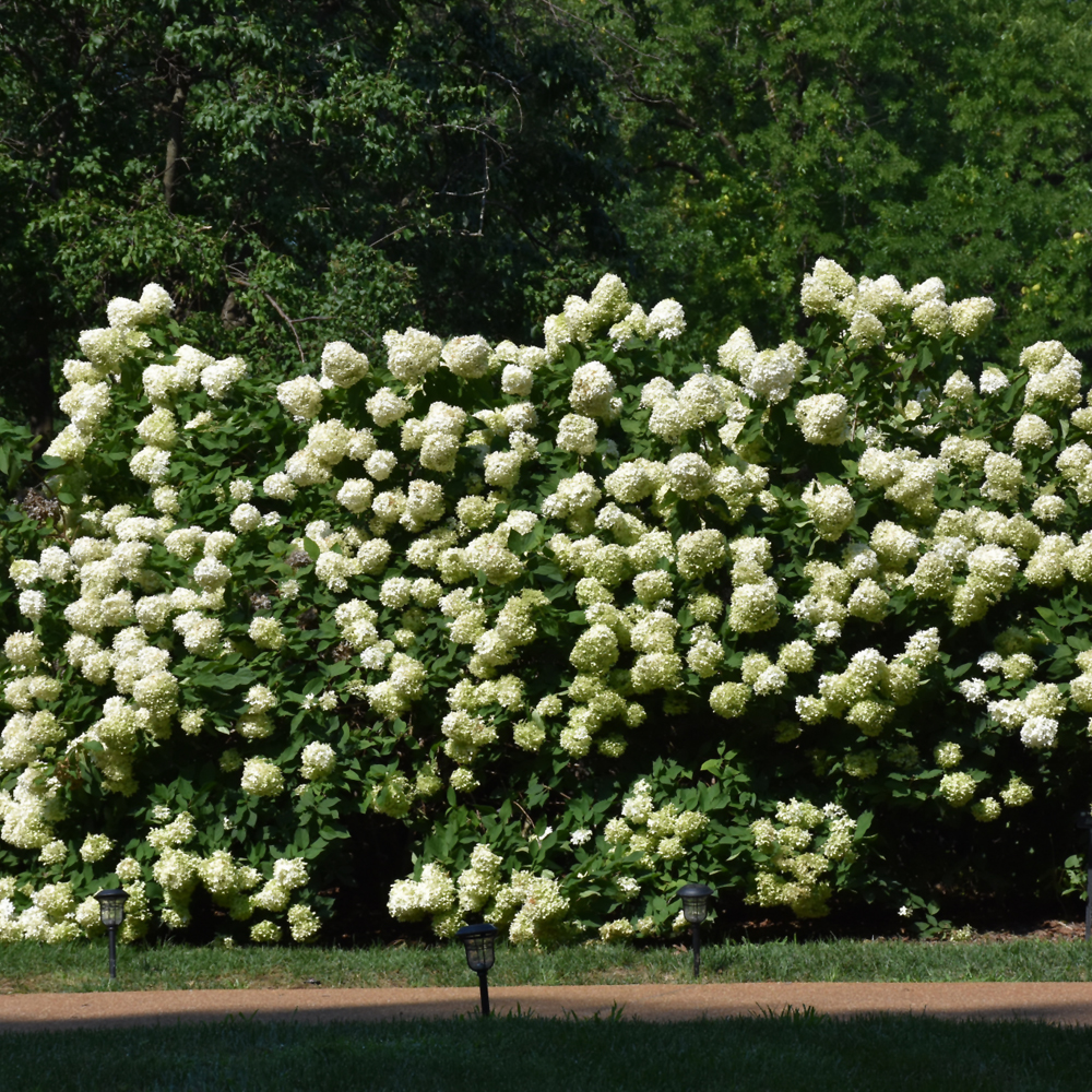 Limelight Hydrangea - Image 2