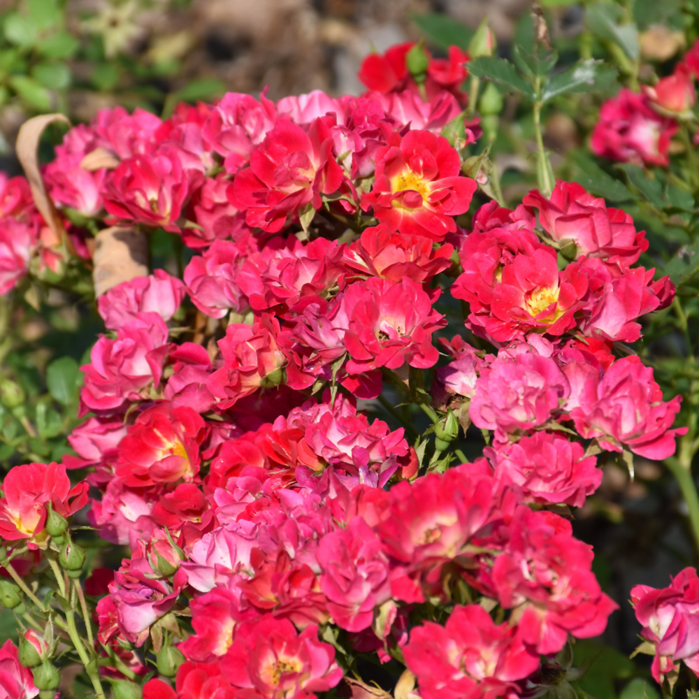 Pink Drift Rose