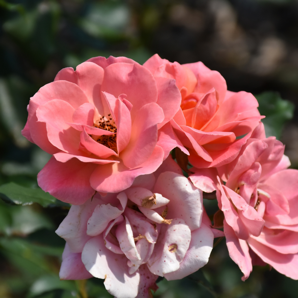 Coral Knock Out Rose