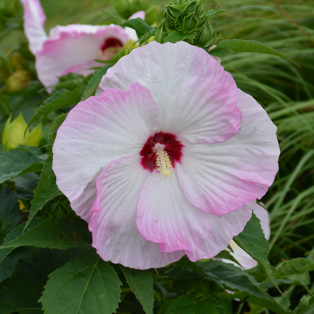 Summerific Ballet Slippers Hibiscus