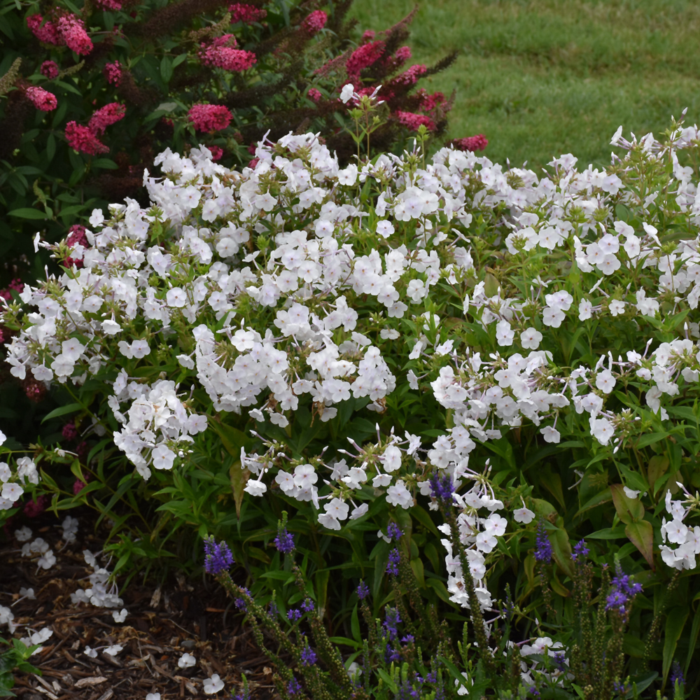 Fashionably Early Crystal Garden Phlox - Image 2