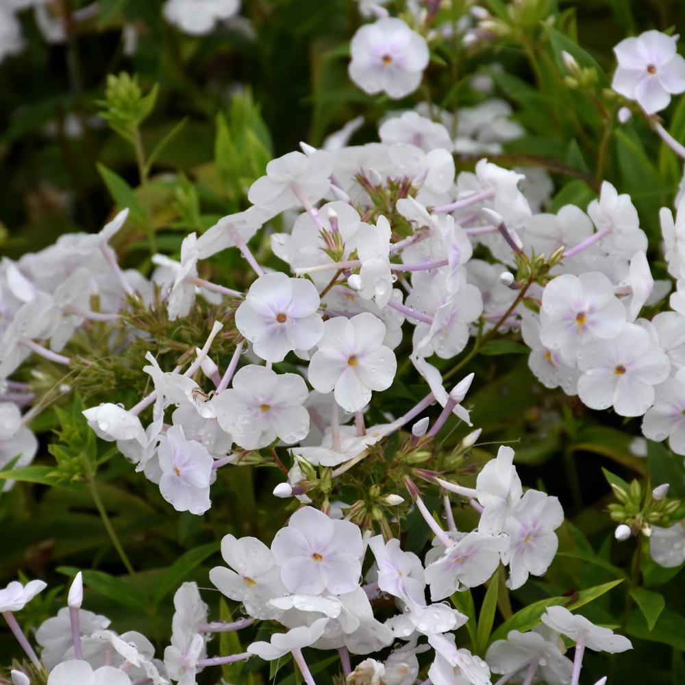Fashionably Early Crystal Garden Phlox