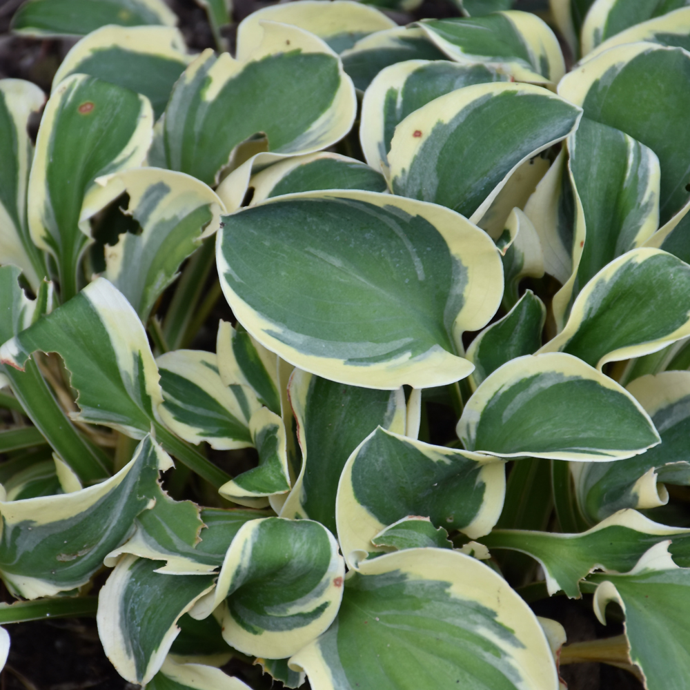 Mighty Mouse Hosta - Image 2