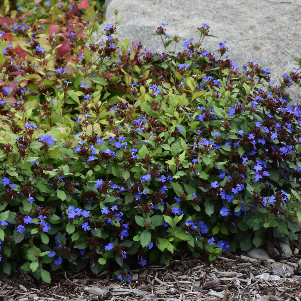 Plumbago - Image 2