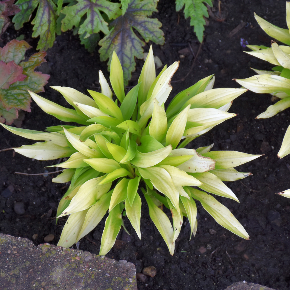 Munchkin Fire Hosta