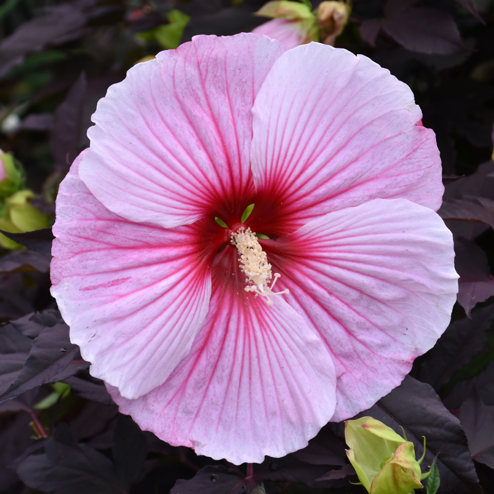 Starry Starry Night Hibiscus