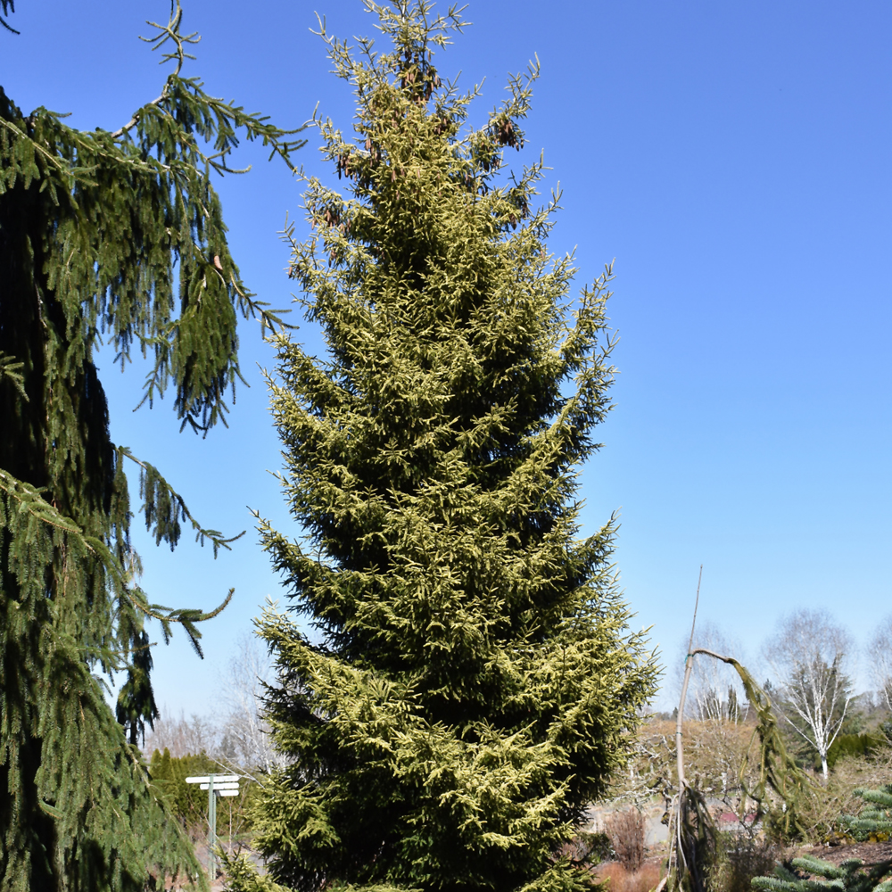 Skylands Golden Spruce