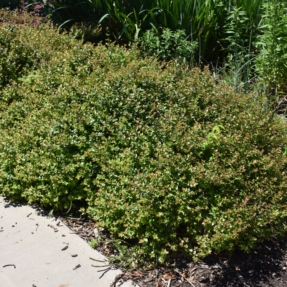 Rose Creek Abelia - Image 3