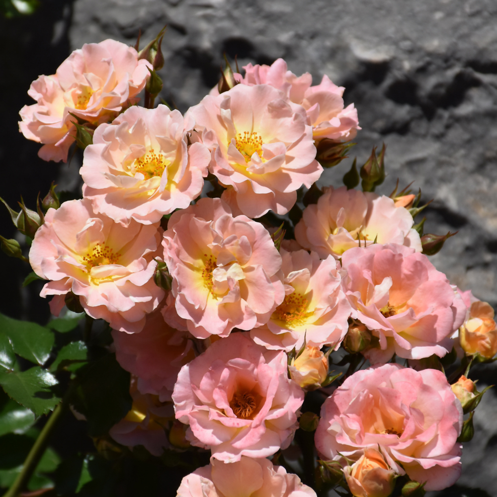 Peach Drift Rose