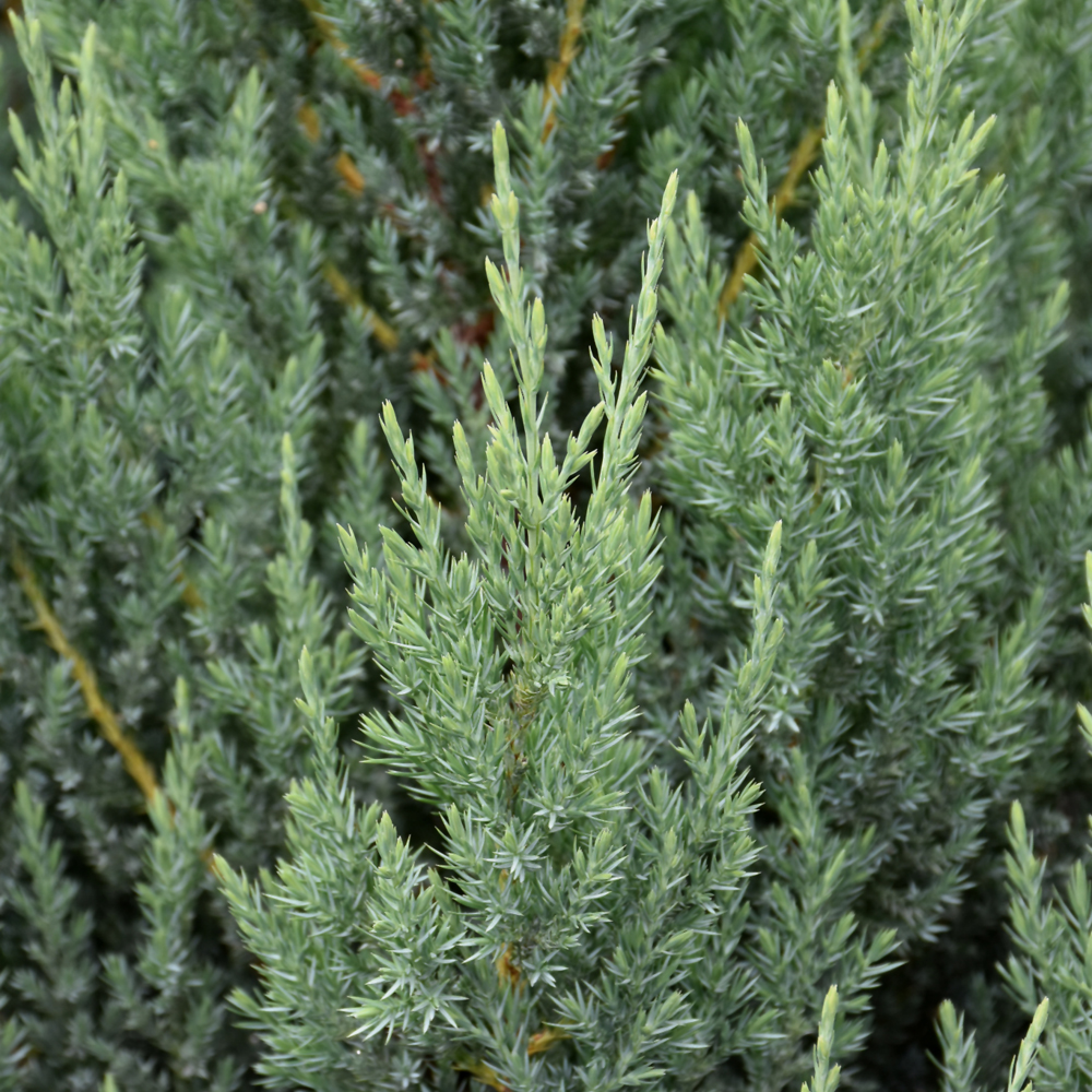 Blue Point Juniper - Image 2