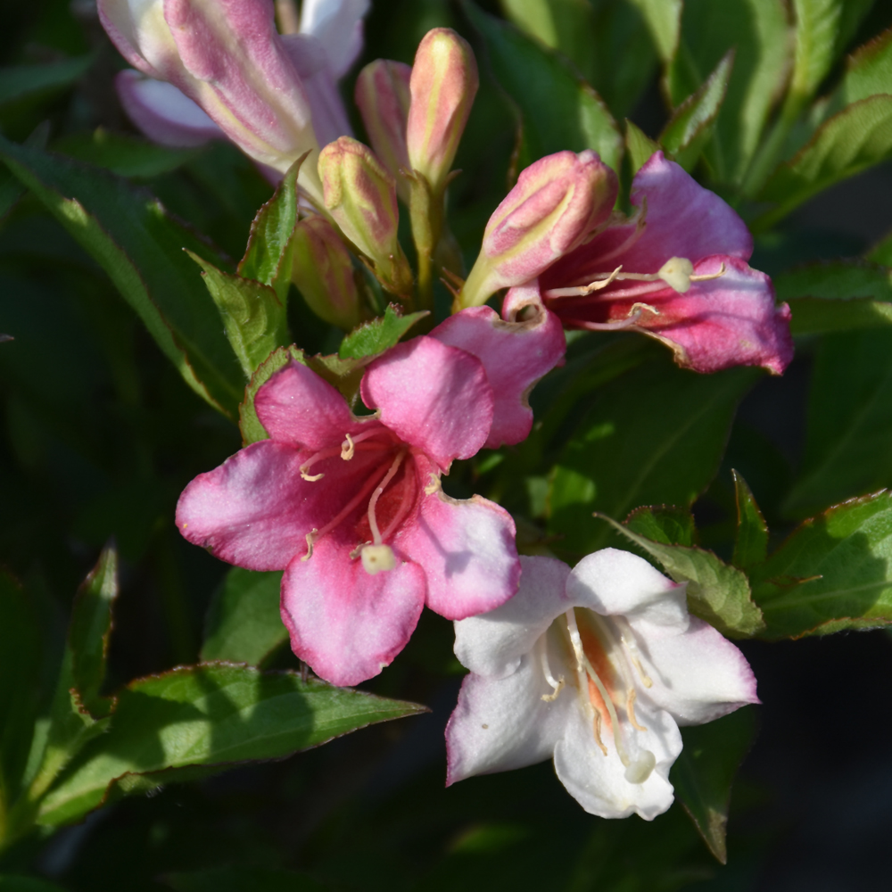 Czechmark Trilogy Weigela
