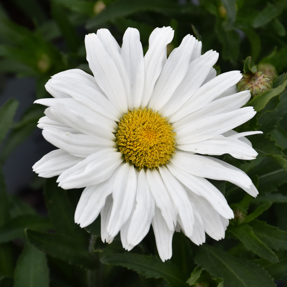 Daisy May Shasta Daisy - Image 2