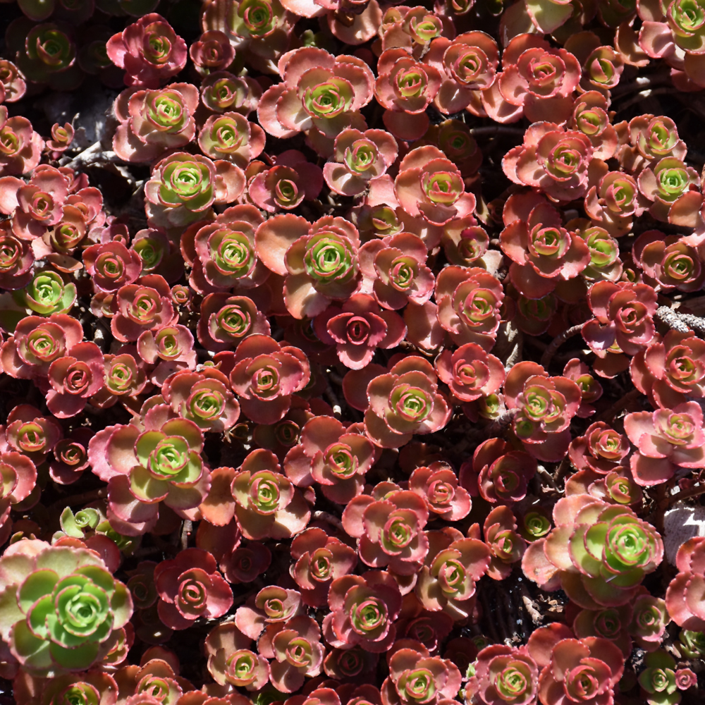 Dragon's Blood Stonecrop