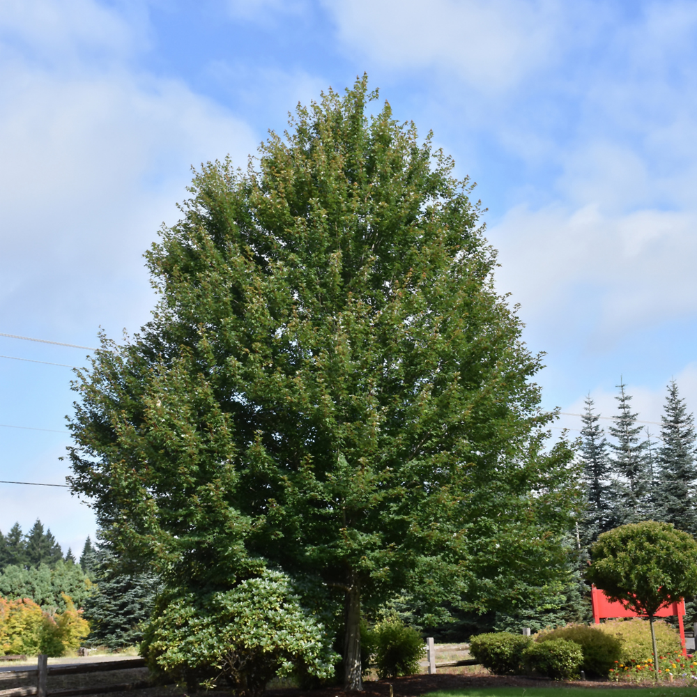 Redpointe Red Maple