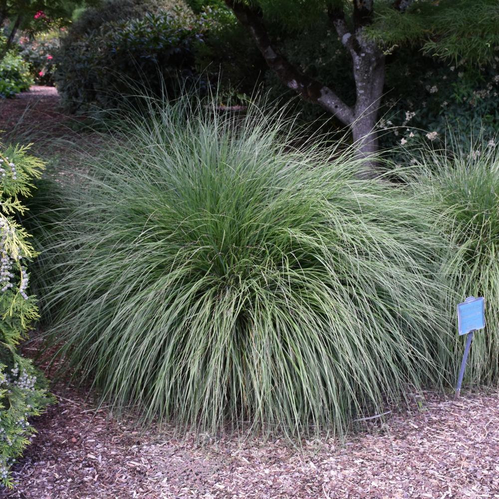 Hameln Dwarf Fountain Grass - Image 2