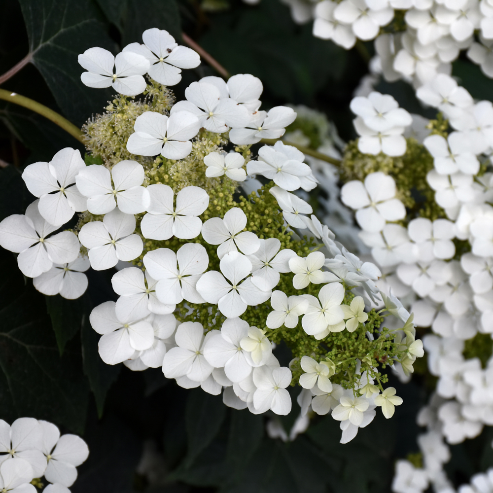 Pee Wee Hydrangea - Image 2