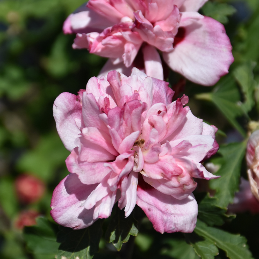 Peppermint Smoothie Rose of Sharon