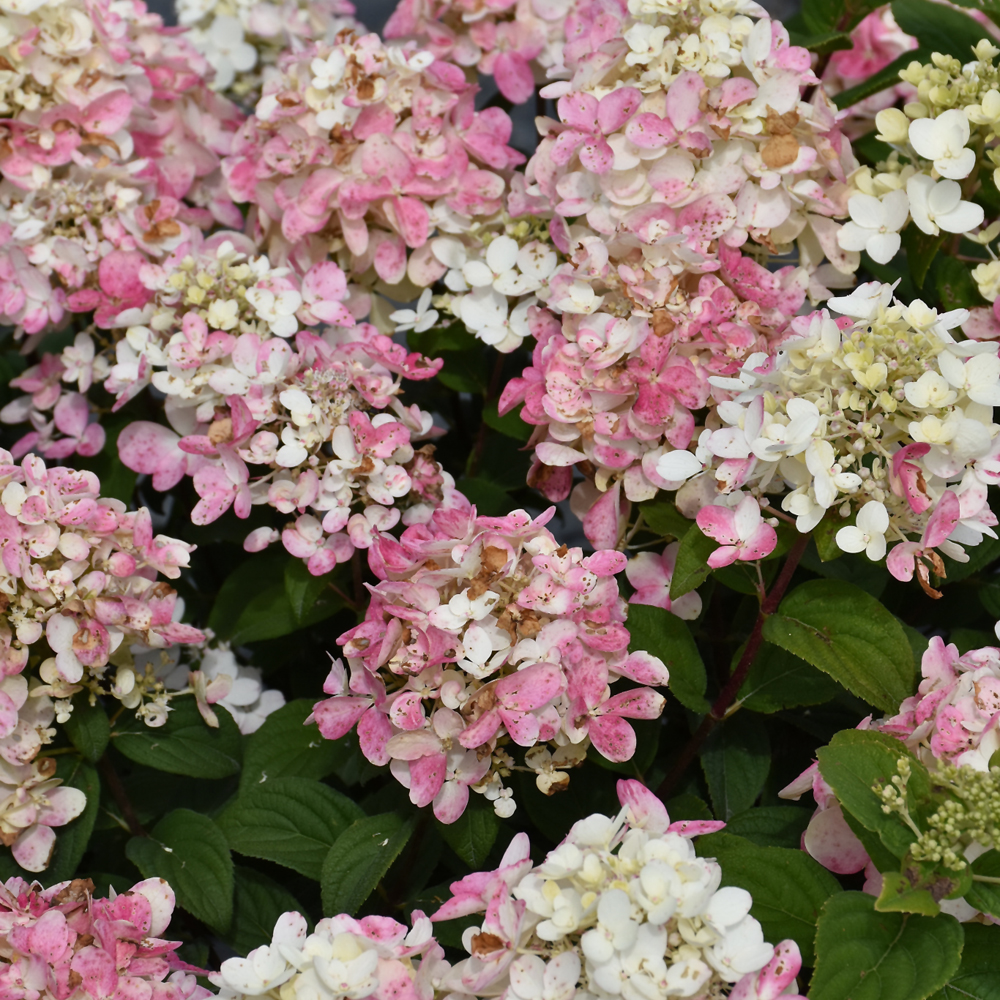 Fire Light Tidbit Hydrangea