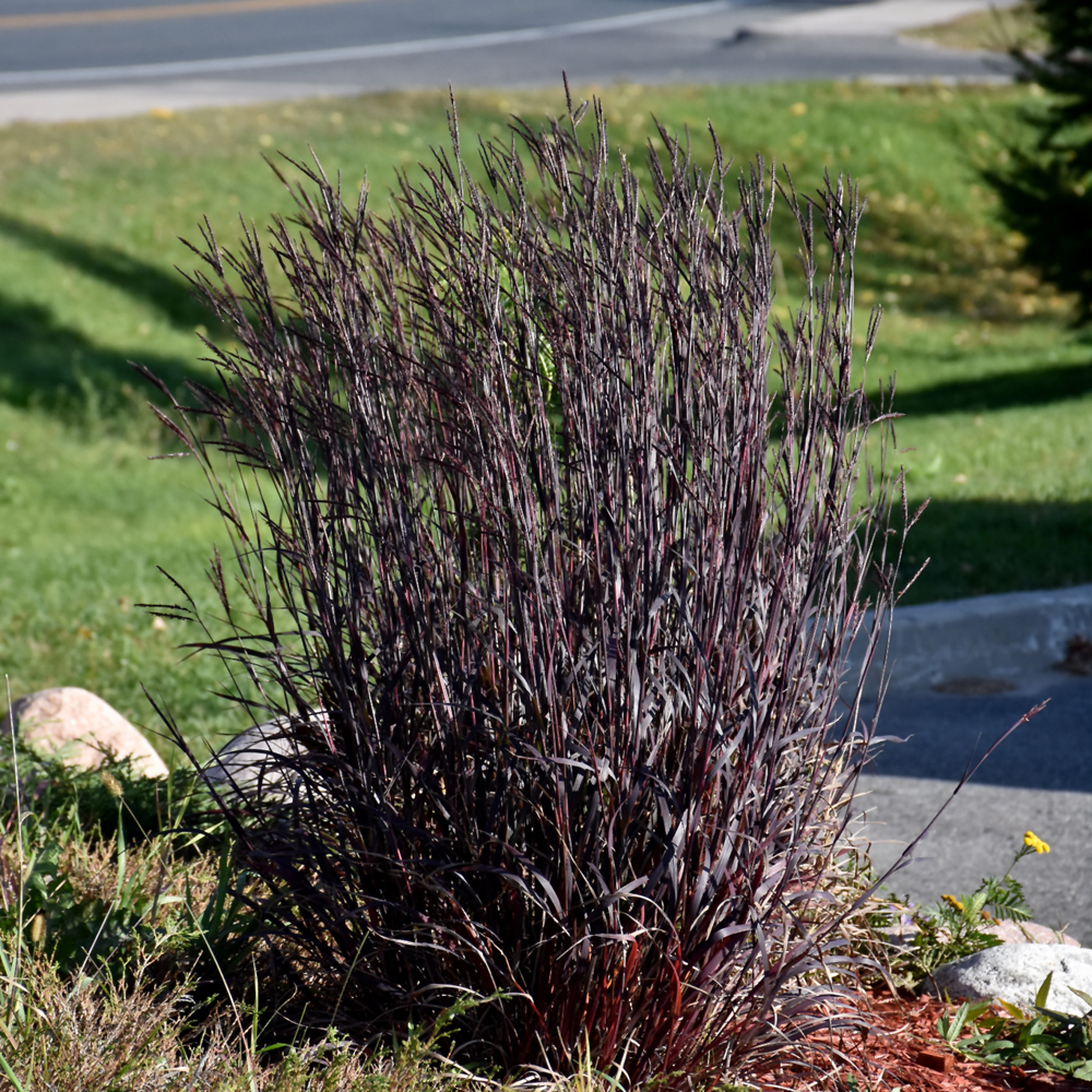 Blackhawks Bluestem