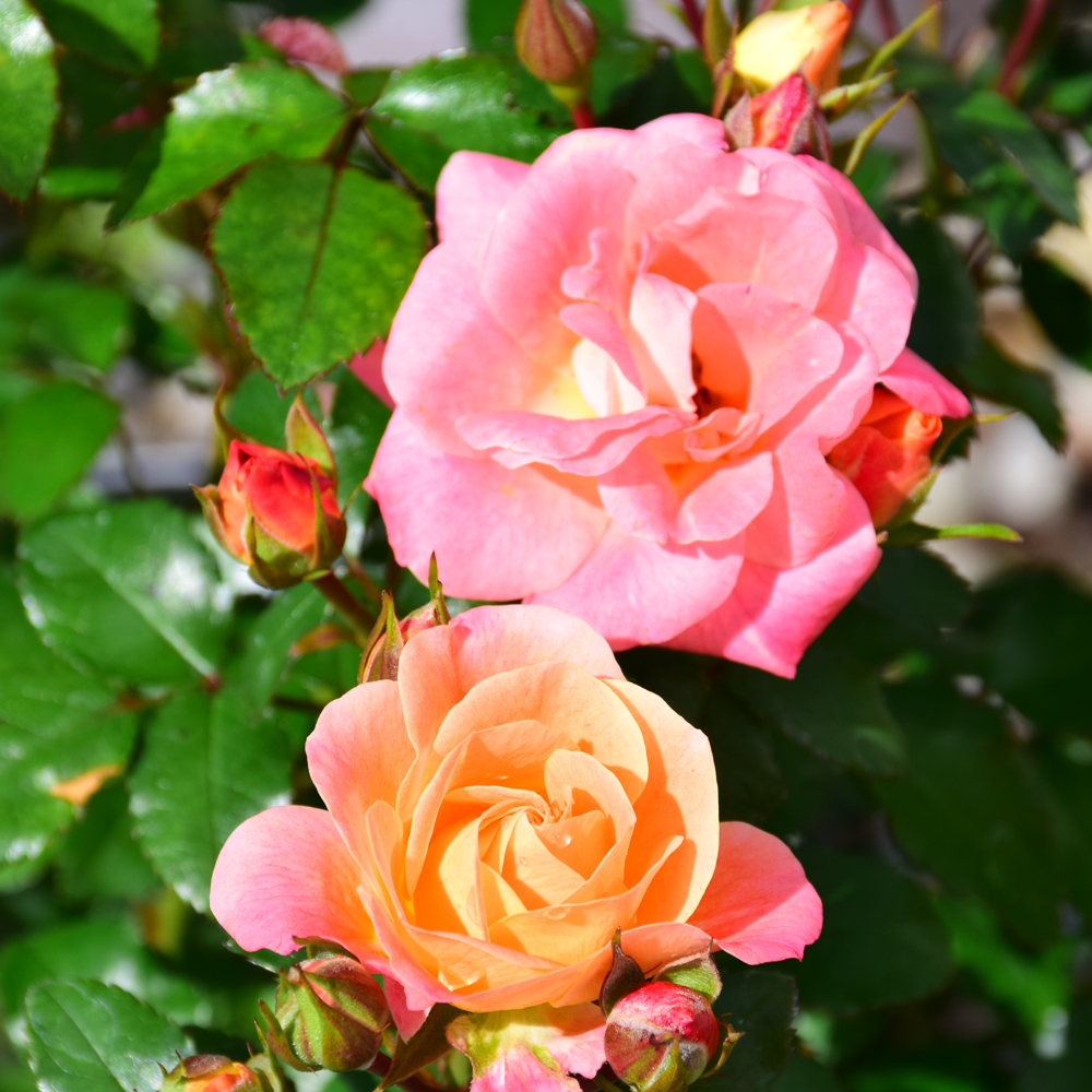 Peach Drift Rose - Image 2