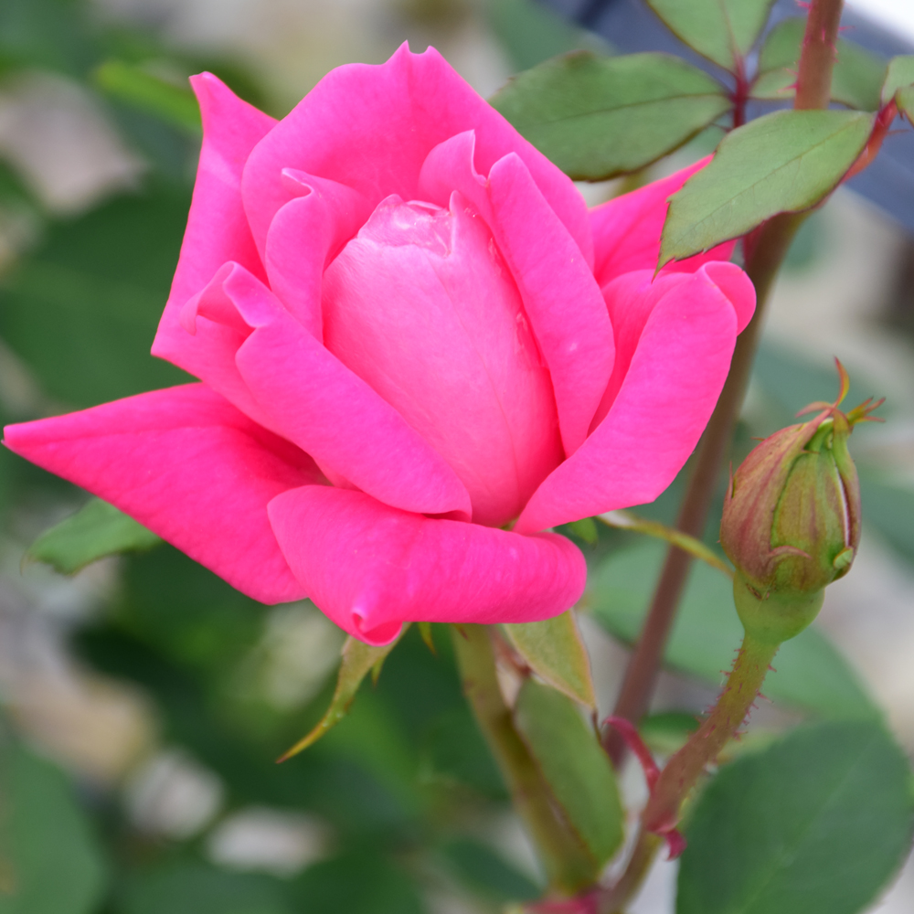 Pink Double Knock Out Rose - Image 2