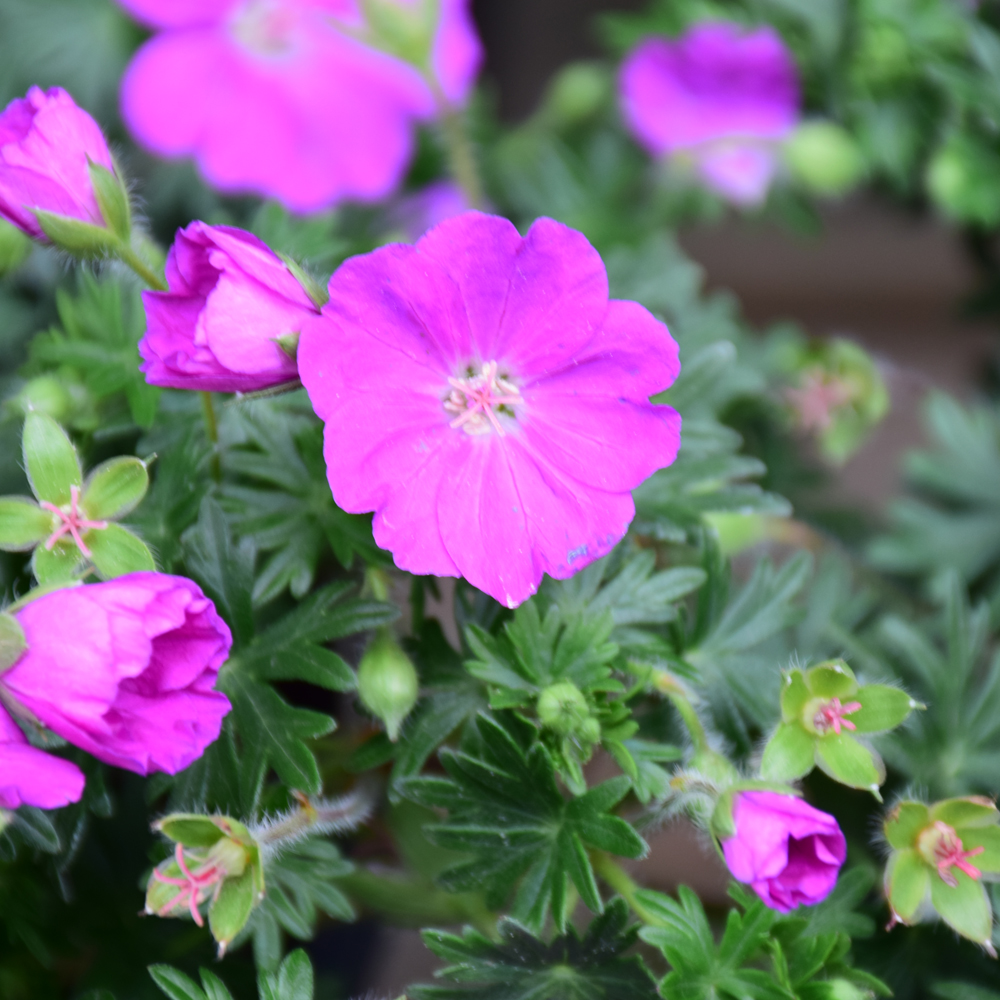 Max Frei Cranesbill - Image 3