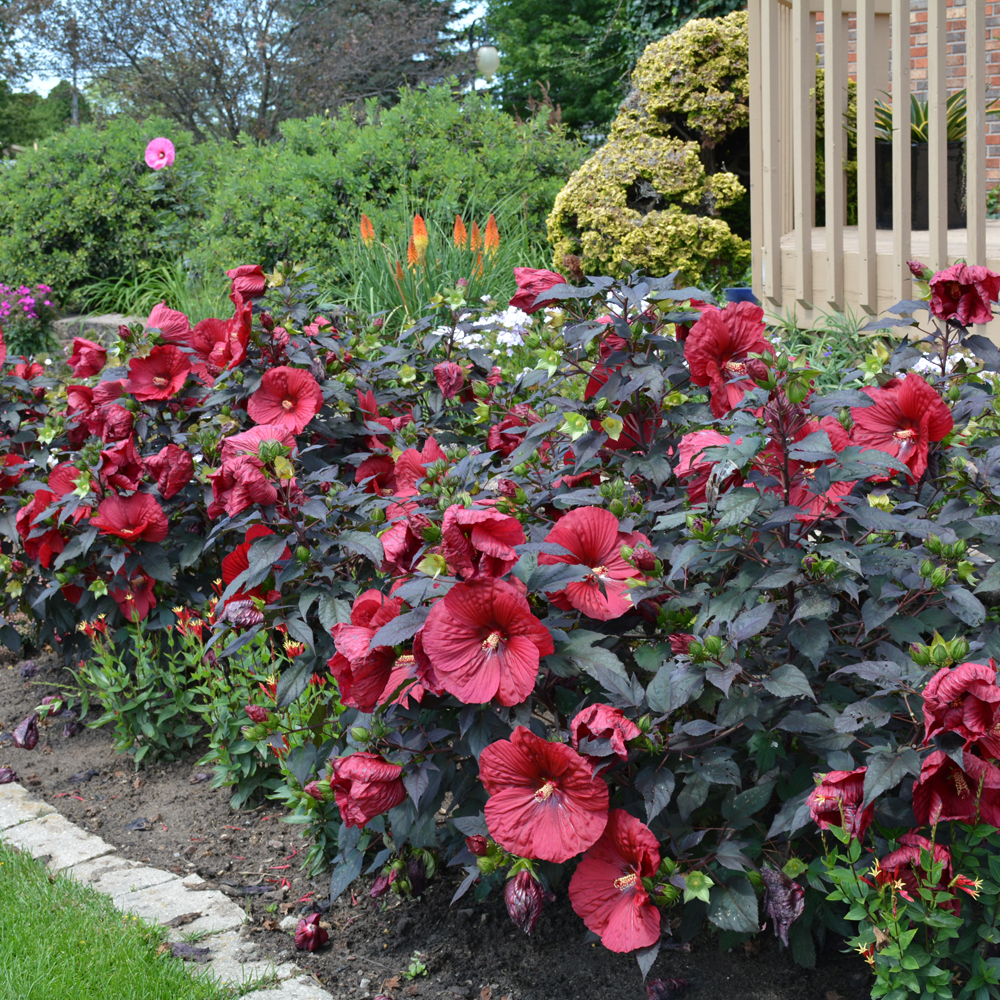 Summerific Holy Grail Hibiscus - Image 2