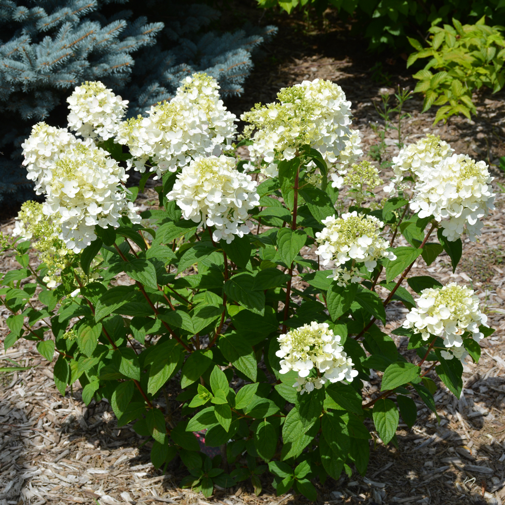 Fire Light Tidbit Hydrangea - Image 2