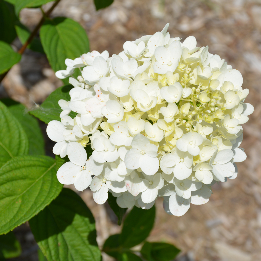 Fire Light Tidbit Hydrangea - Image 3