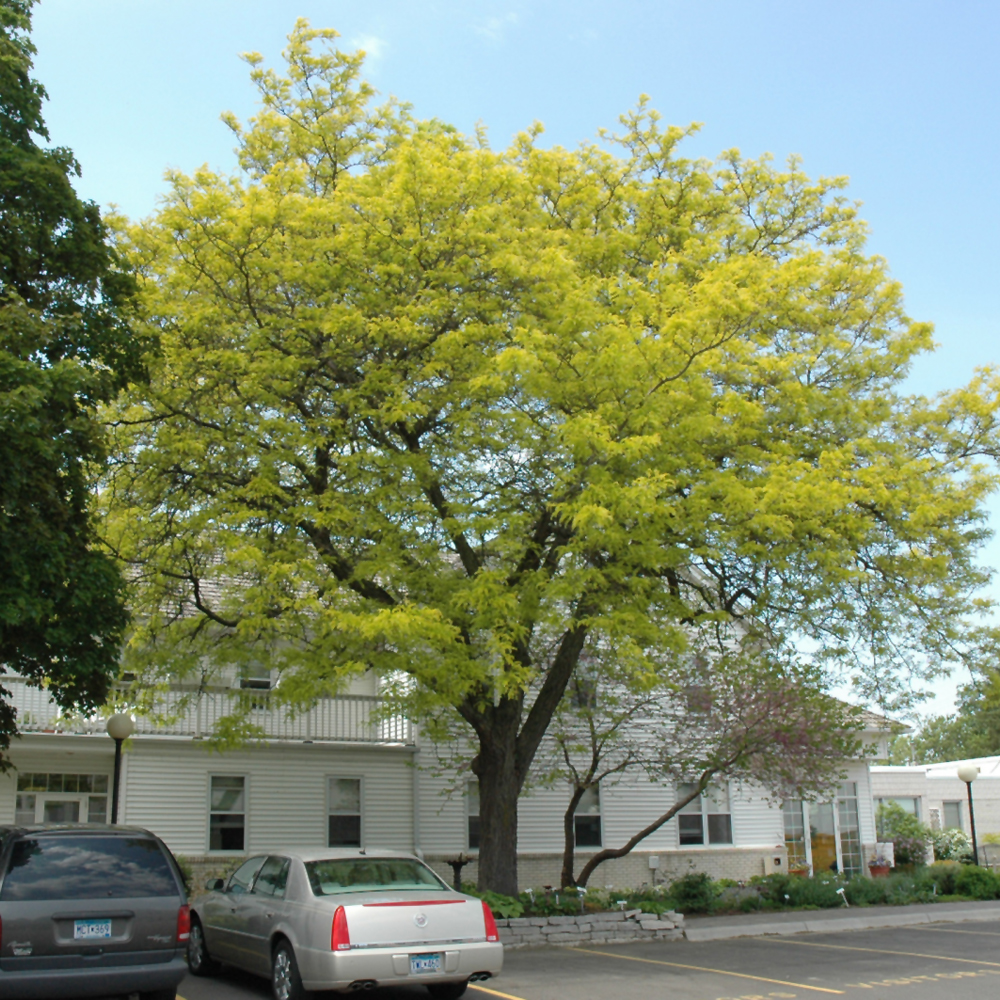 Sunburst Honeylocust - Image 3