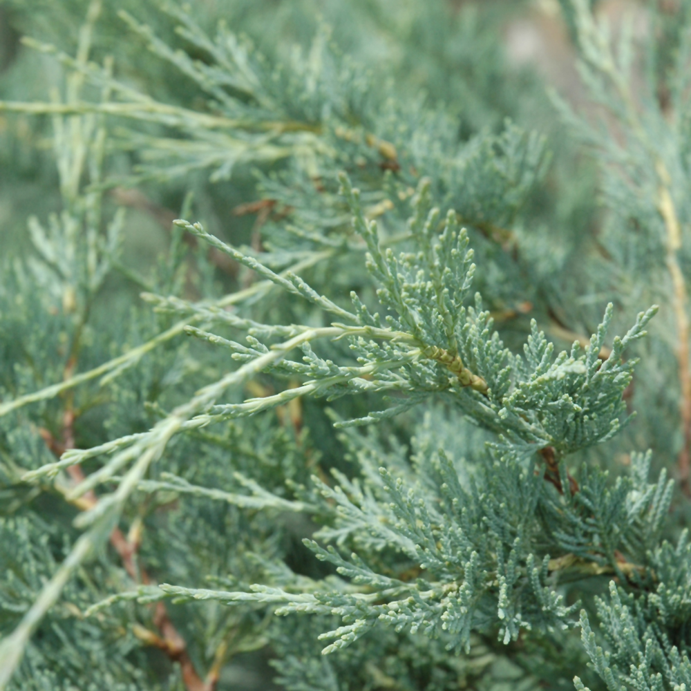 Moonglow Juniper - Image 2