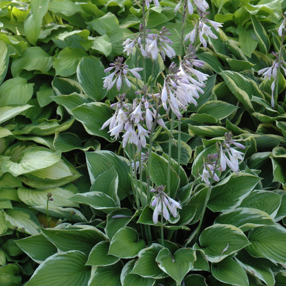 Gold-Variegated Mountain Hosta - Image 3