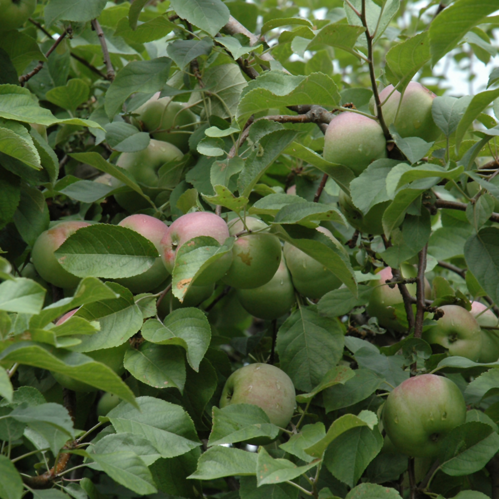Liberty Apple