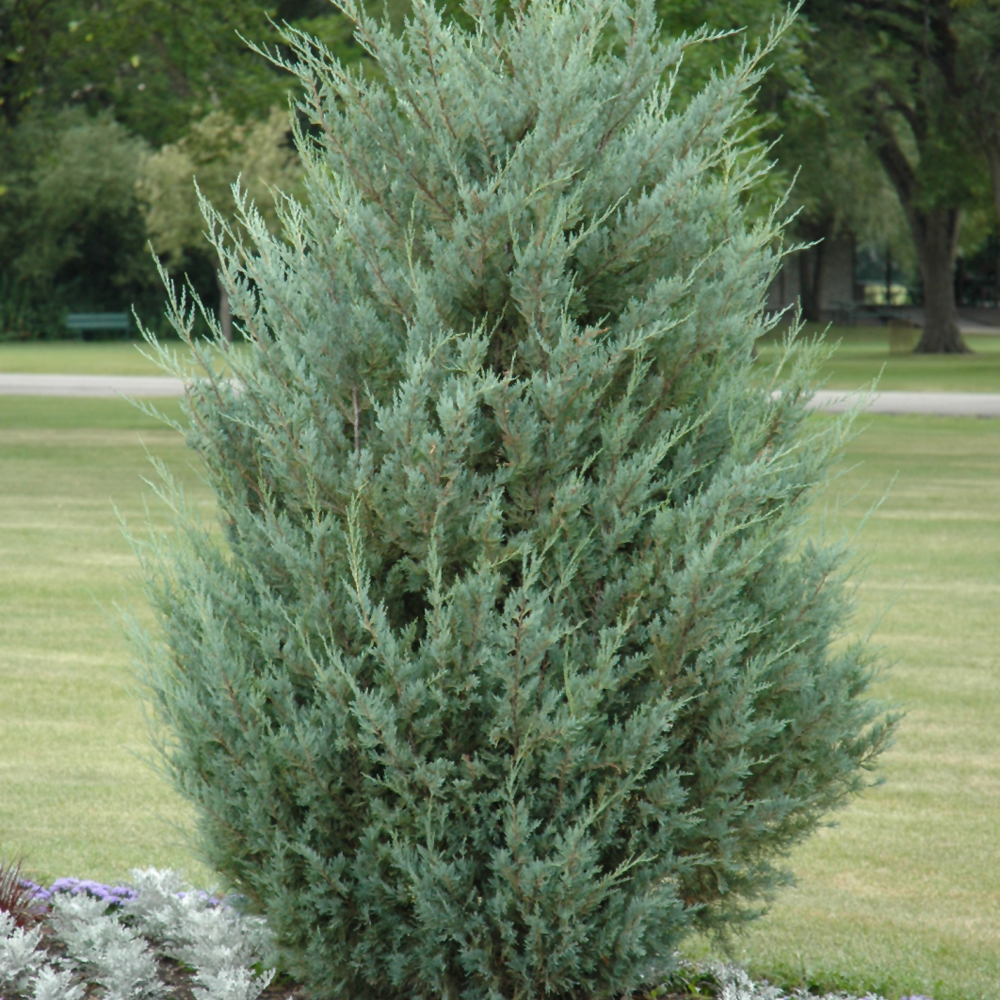 Moonglow Juniper