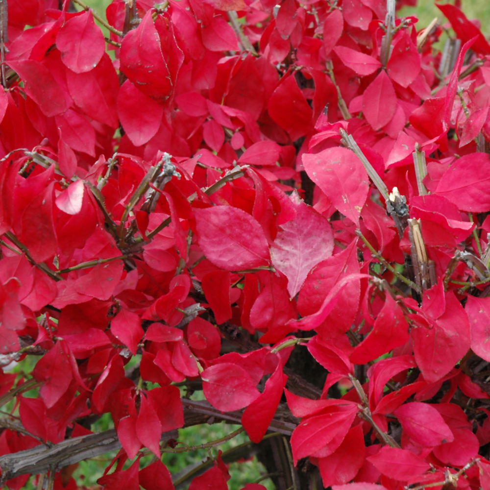 Compact Winged Burning Bush - Image 2