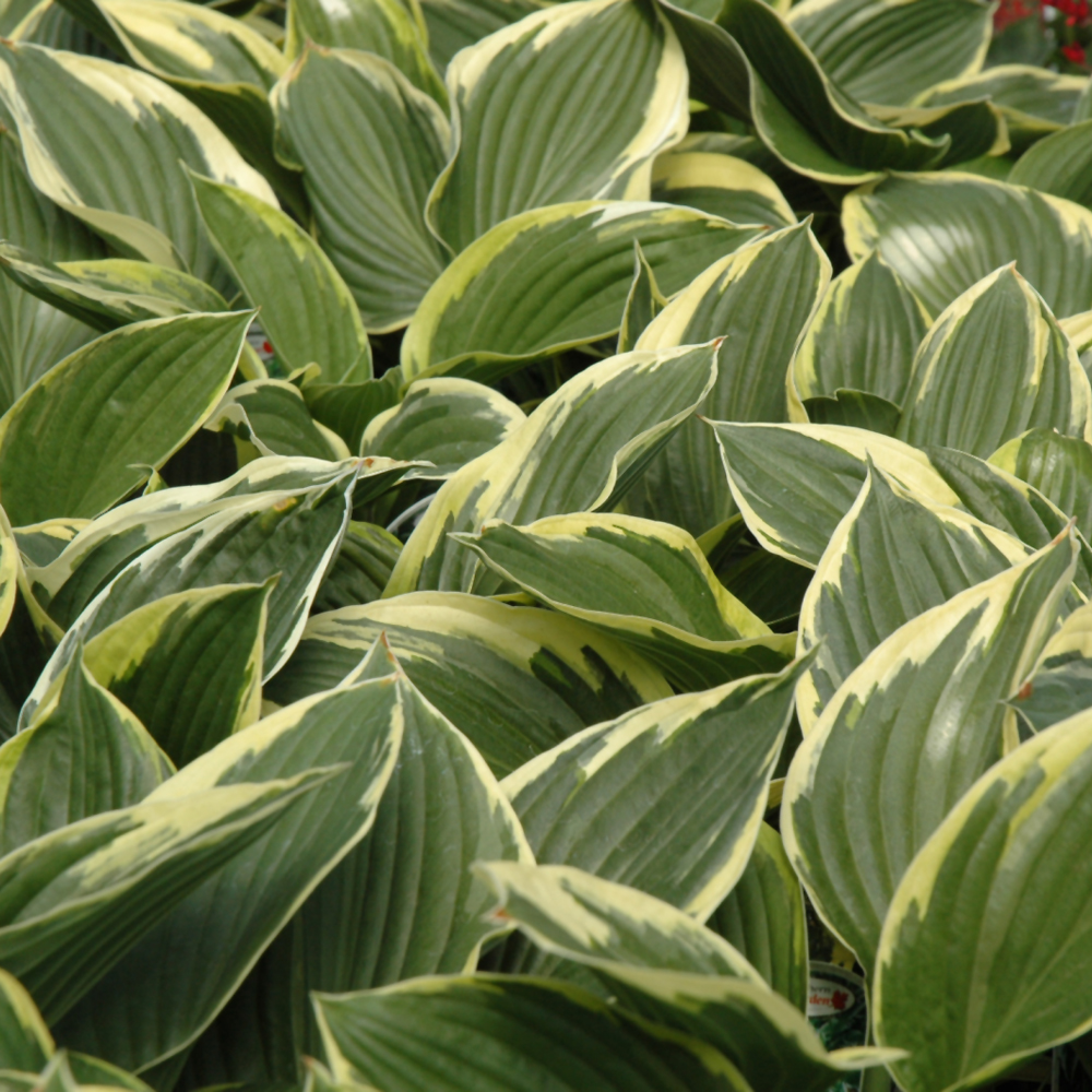 Golden Variegated Hosta