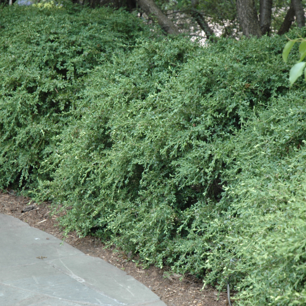 Wintergreen Boxwood - Image 2