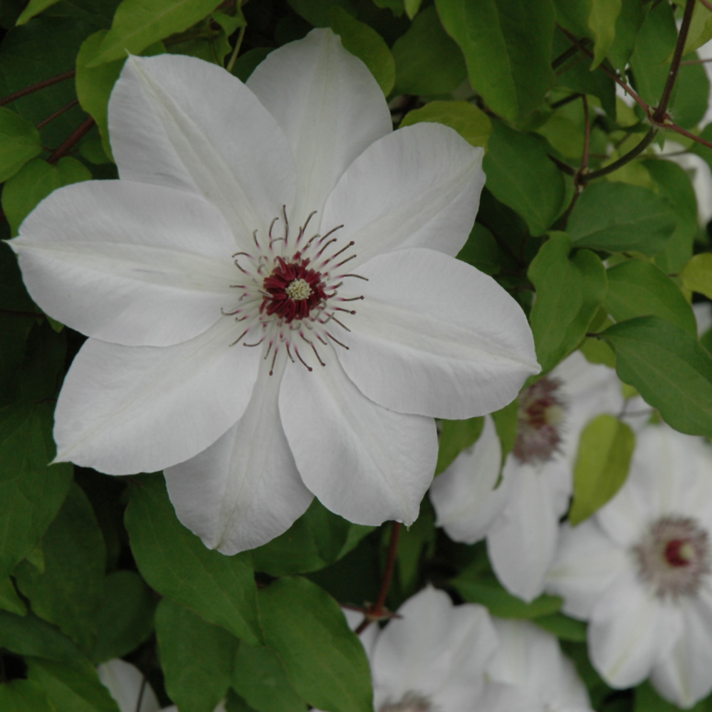 Henryi Hybrid Clematis