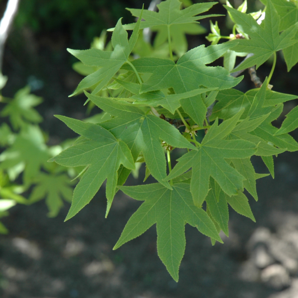 Worplesdon Sweet Gum - Image 3